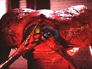 Close up of a Martian