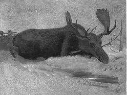 Moose in the Snow