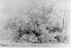 Study of Bushes