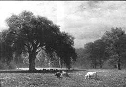 Weeping Oaks, Clear Creek, California
