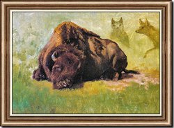 Bison with Coyotes in the Background