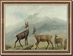 Chamois, Switzerland