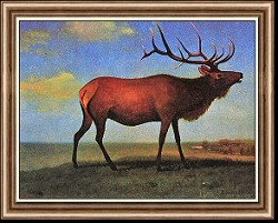 Elk