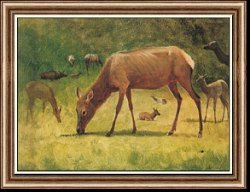 Elk Grazing