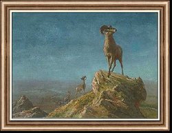 Rocky Mountain Big Horns