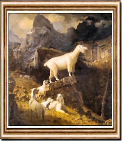 Rocky Mountain Goats
