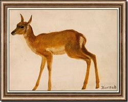Study of a Deer