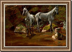 Study of Wild Horses