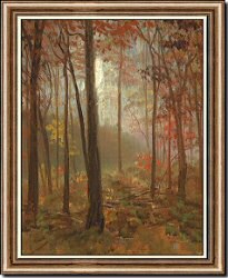 The Redwood Trees of California