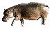 Hippo
