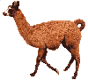 Llama