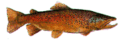 Trout