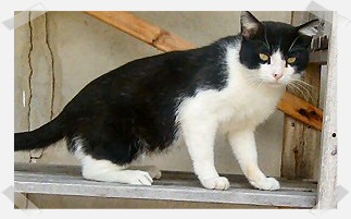 Beauregard shortly after we adopted him