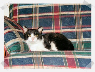 Beau getting ready to take a nap