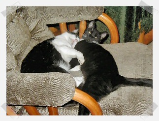 Beau snuggling with Tuxedo