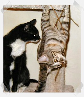 Dilly and the cat tree